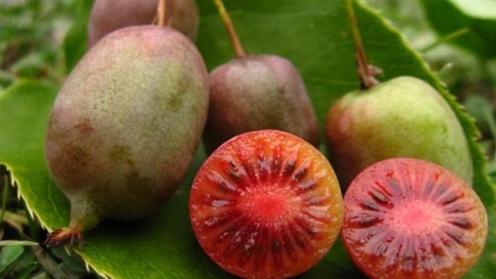 Zespri amplía su apuesta por el kiwi rojo con una nueva variedad para ganar presencia global