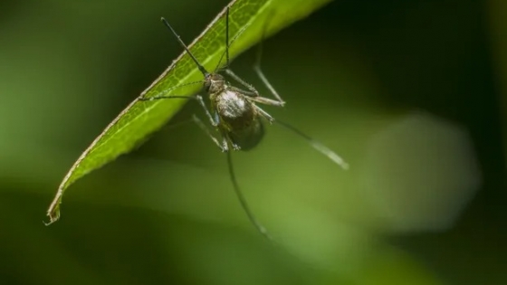 Hasta cuándo puede durar la invasión de mosquitos y qué dicen los especialistas