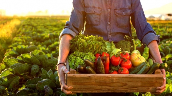 El impacto social y económico de la producción de alimentos orgánicos