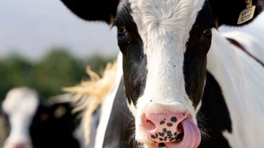 Programa de sanidad en rodeos lecheros