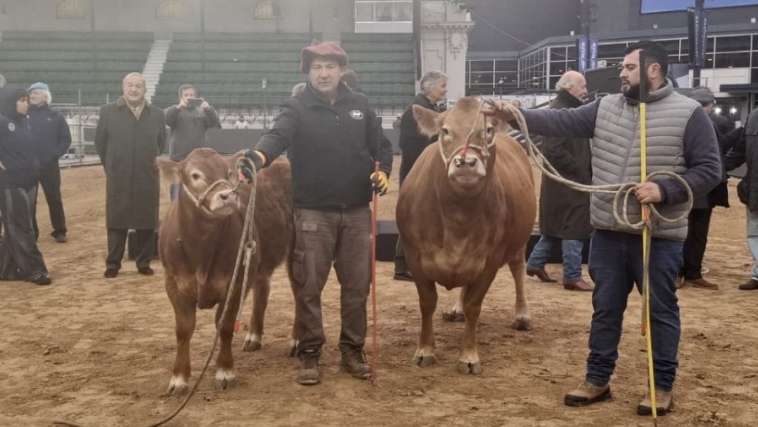 La Expo Rural 2026 abrió el ingreso de animales con los primeros ejemplares de la raza Limousin
