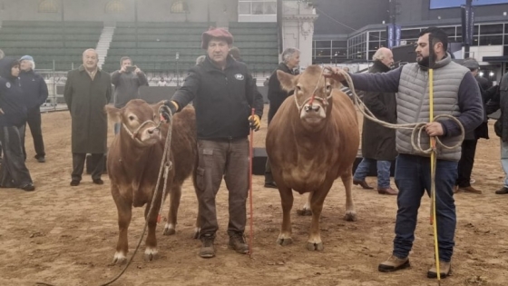 La Expo Rural 2026 abrió el ingreso de animales con los primeros ejemplares de la raza Limousin