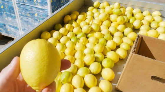 El SENASA certificó 27 mil toneladas de limones exportadas desde Buenos Aires a mercados clave