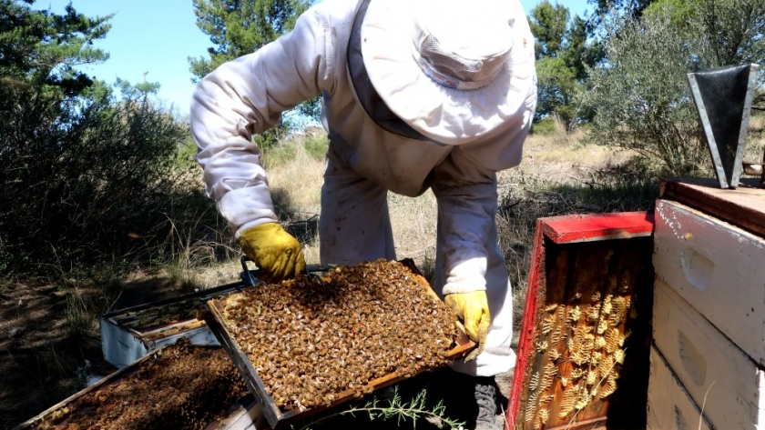 Productores del sector apícola podrán acceder a un nuevo financiamiento