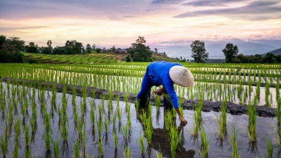 Aprovechando los residuos en la producción de arroz: Un enfoque sostenible