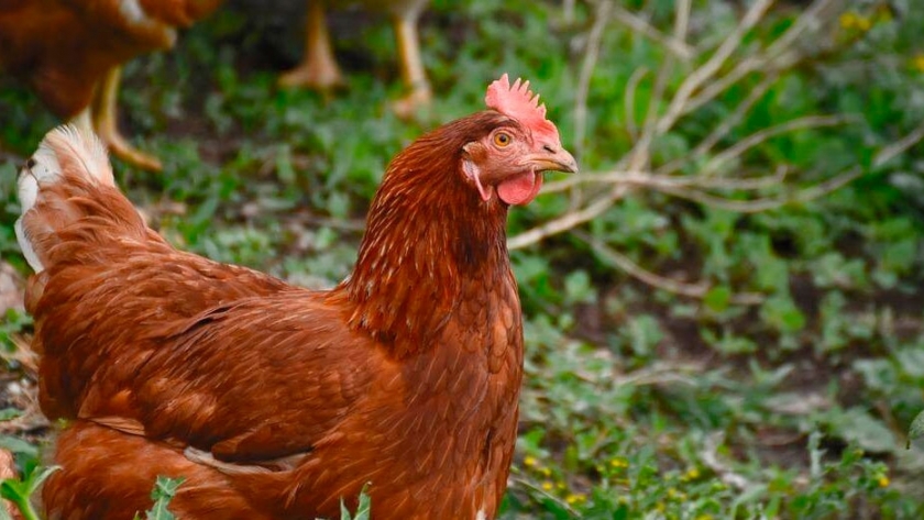 Proyectan un crecimiento en la producción de pollos de hasta 3,5% para este año