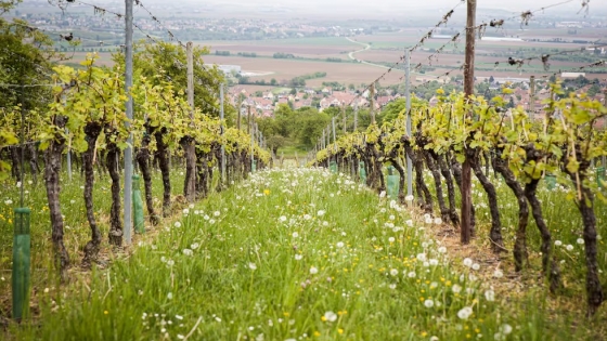 Qué son los vinos biodinámicos y qué aspecto clave los diferencia de los tradicionales