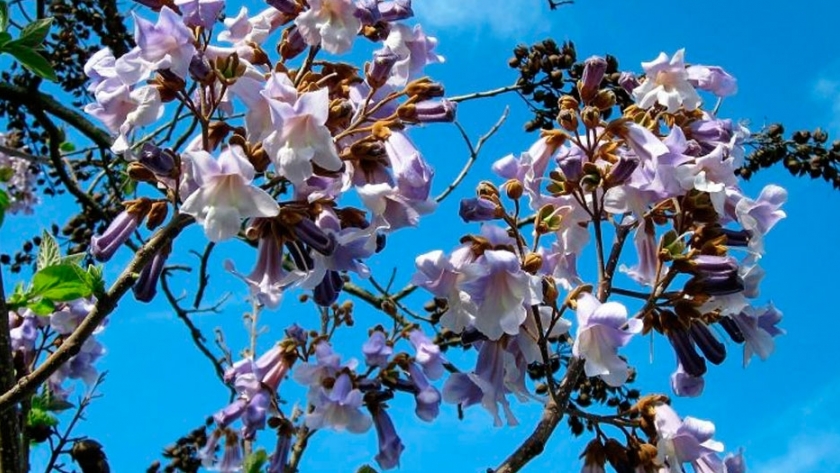 La miel de paulownia, una nueva tendencia mundial