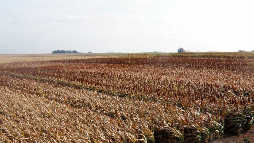 Por qué el sorgo está ganando la atención de los productores de cara a la siembra