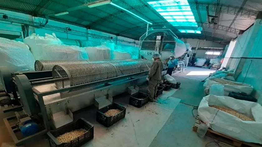 Siguen las inversiones en el cultivo y proceso de pistacho