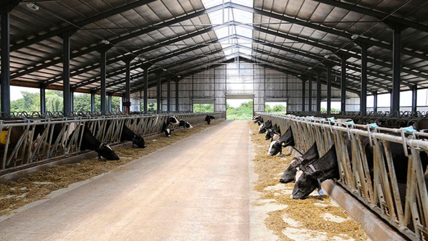 Ambientes ventilados que aseguran la sanidad animal 