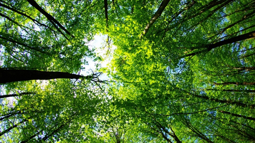 La importancia de la conservación de la biodiversidad