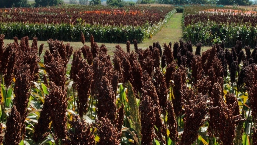 Siembra de sorgo como segundo cultivo