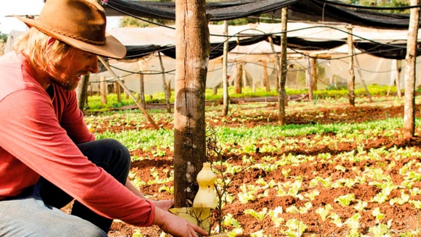 Las chacras misioneras apuestan por el abono fermentado