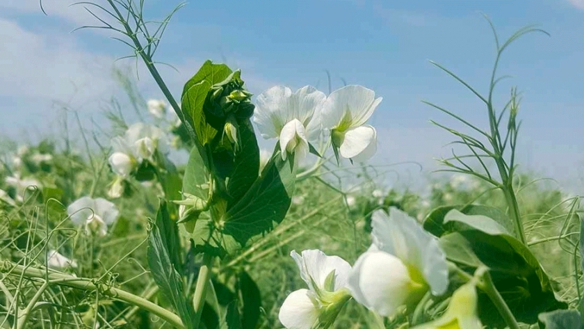 Primogénita, la nueva variedad de arveja verde presentada por el INTA Oliveros y la UNR