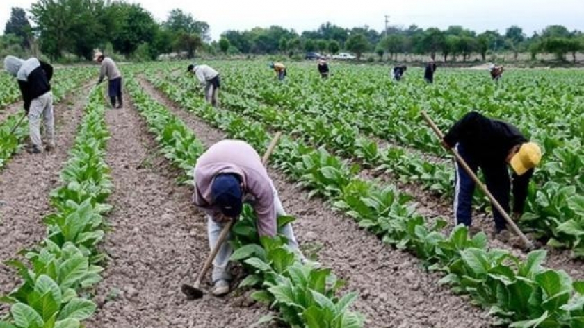El ministerio de Desarrollo Productivo abonará $360 millones a tabacaleros tucumanos