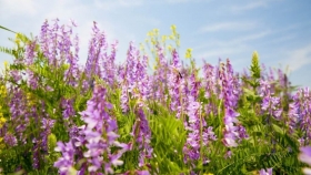 Vicia Villosa: clave para la sostenibilidad agropecuaria y la mitigación del cambio climático