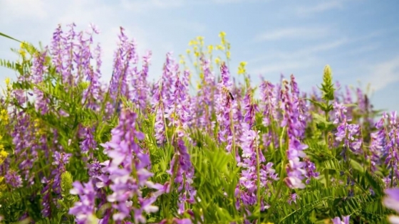 Vicia Villosa: clave para la sostenibilidad agropecuaria y la mitigación del cambio climático