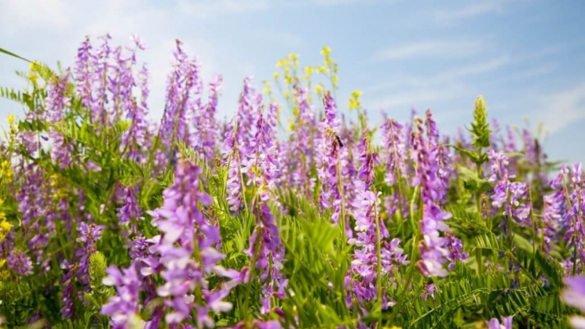 Vicia Villosa: clave para la sostenibilidad agropecuaria y la mitigación del cambio climático