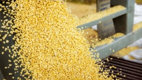 La sequía aceleró la comercialización de maíz