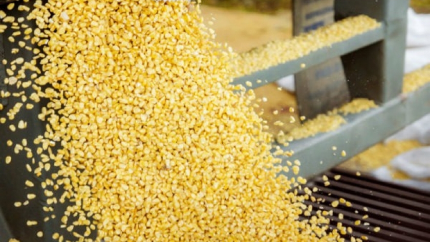 La sequía aceleró la comercialización de maíz