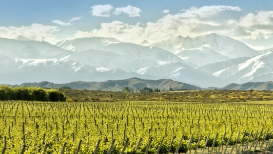 <San Juan: exquisita producción vitivinícola argentina