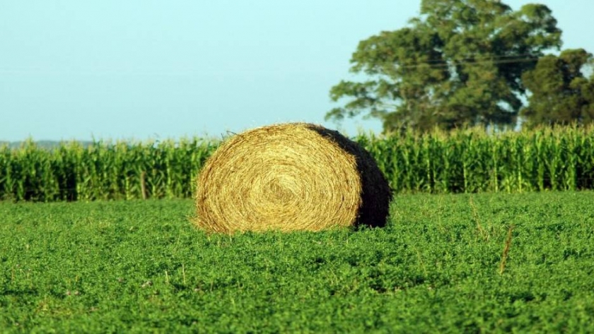 Más forraje y potencial productivo