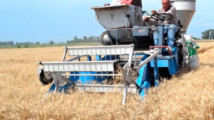 La campaña de trigo 20/21 en 9 de Julio supera rindes de 8.000 kilos