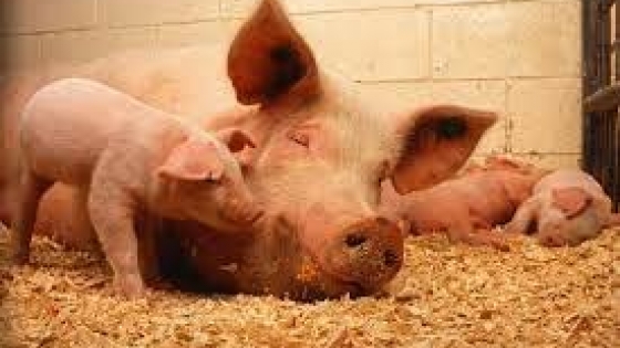 Porcinos: el buen precio del capón no se puede capitalizar por la fuerte suba de costos y el aumento del precio de la carne