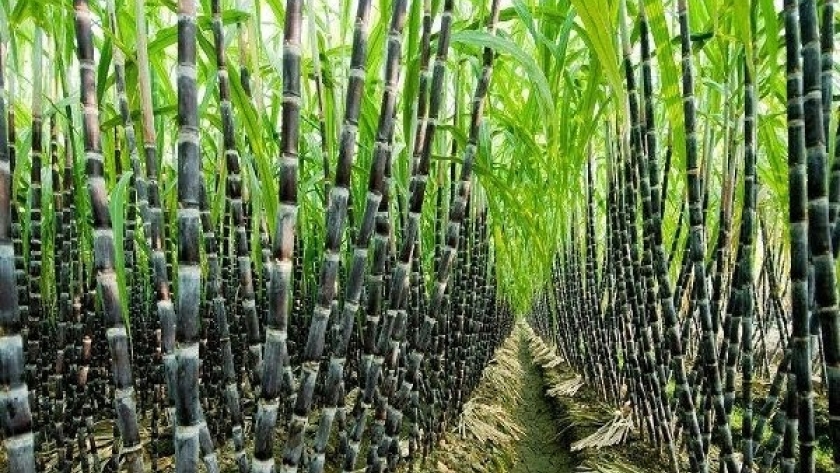 Persiste la preocupación de los productores cañeros por la ley de biocombustibles