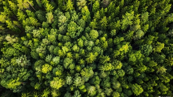 Gran Chaco: el bosque seco que regula el clima del planeta