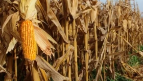 La cosecha de maíz entró en la recta final: destacan excelentes rindes en la provincia de Córdoba