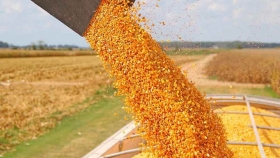 Vuelan los precios de los granos: Fiesta en el mundo normal y preocupación en la Argentina
