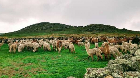 Mejoran producción de alpacas en Puno y Ayacucho con embriones de calidad genética