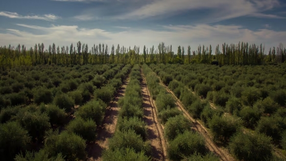 Río Negro impulsa la olivicultura: el Golfo San Matías, nuevo polo con condiciones únicas de cultivo