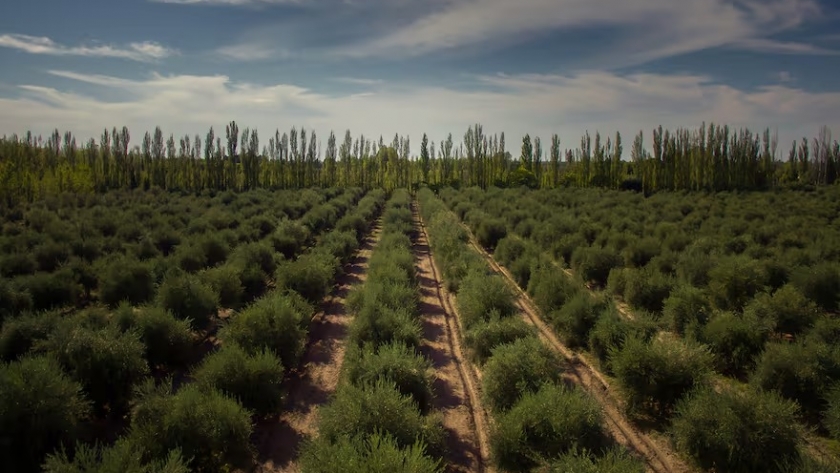 Río Negro impulsa la olivicultura: el Golfo San Matías, nuevo polo con condiciones únicas de cultivo