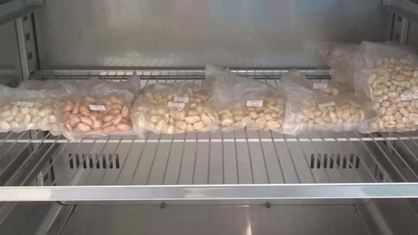 Industrialización de alimentos de origen vegetal