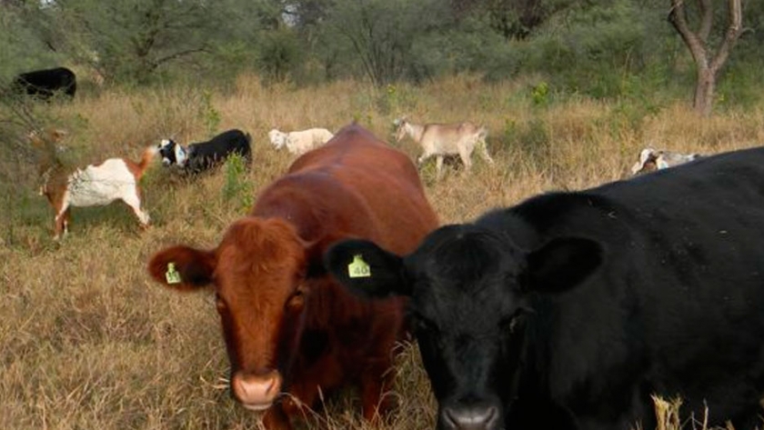 Producción de carne en pastizal natural y pasturas de buffel grass pastoreada por bovinos y caprinos