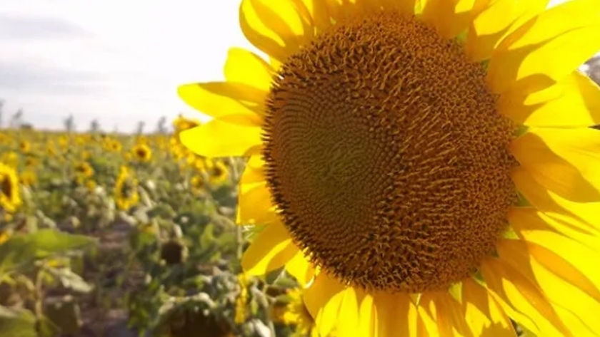 El girasol batió récord de producción en el centro norte santafesino