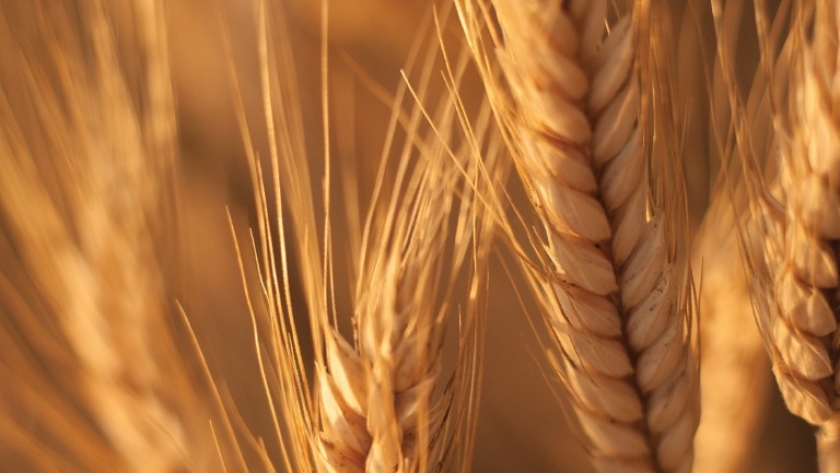 Siembra de trigo supera el 60% mientras avanza la cosecha de soja y maíz en Argentina