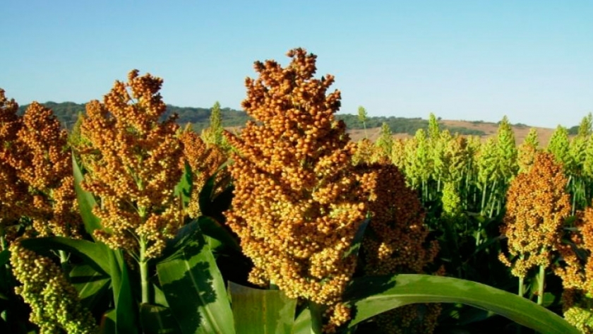 Incrementan la rentabilidad en ganadería a través del sorgo