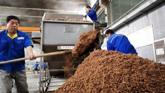 Los compradores asiáticos se cambian del maíz al trigo para alimentar pollos y cerdos