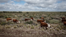 Impulso a la ganadería sustentable en zonas áridas patagónicas
