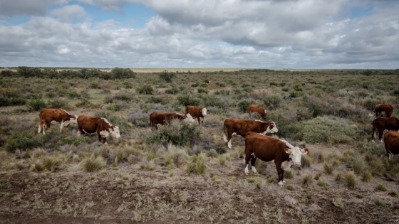<Impulso a la ganadería sustentable en zonas áridas patagónicas