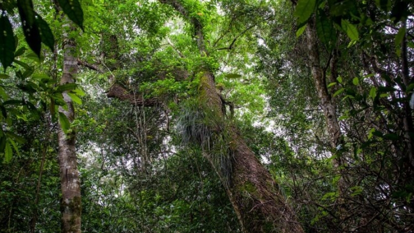 Misiones | Pindó SA certificó un “Área Productora de Semillas” de especies nativas y es la sexta que la provincia registra ante el INASE