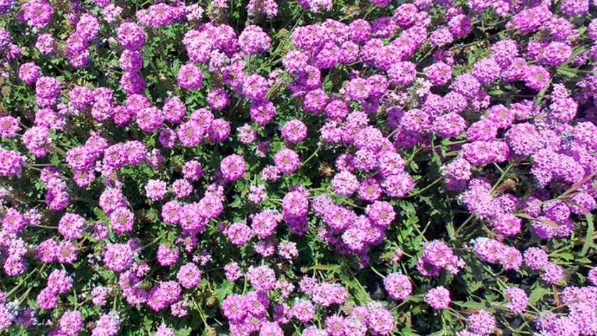 Establecieron nuevas pautas para floricultores y viveristas por la cuarentena