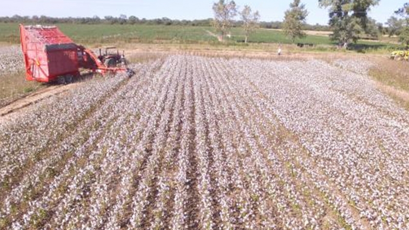 Algodón Campaña 2019/20: Gastos de Producción, Margen Bruto y Rendimientos de Indiferencia para diferentes sistemas productivos del cultivo en Santiago del Estero
