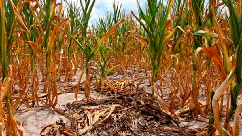 Los maíces producen menos aceite por golpes de calor