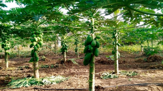 Aumenta la producción de frutas de mamón en el norte de Corrientes