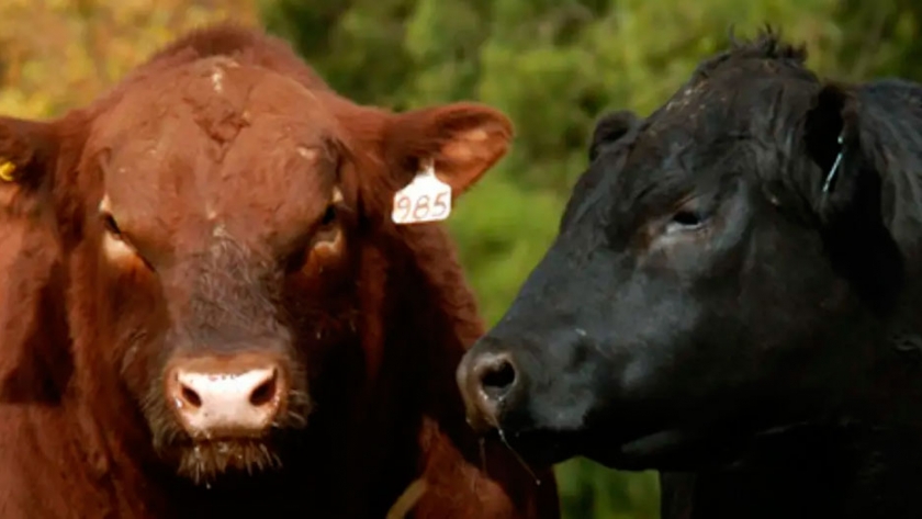 Angus: creció el número de la asociación en los remates